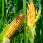 kukorica